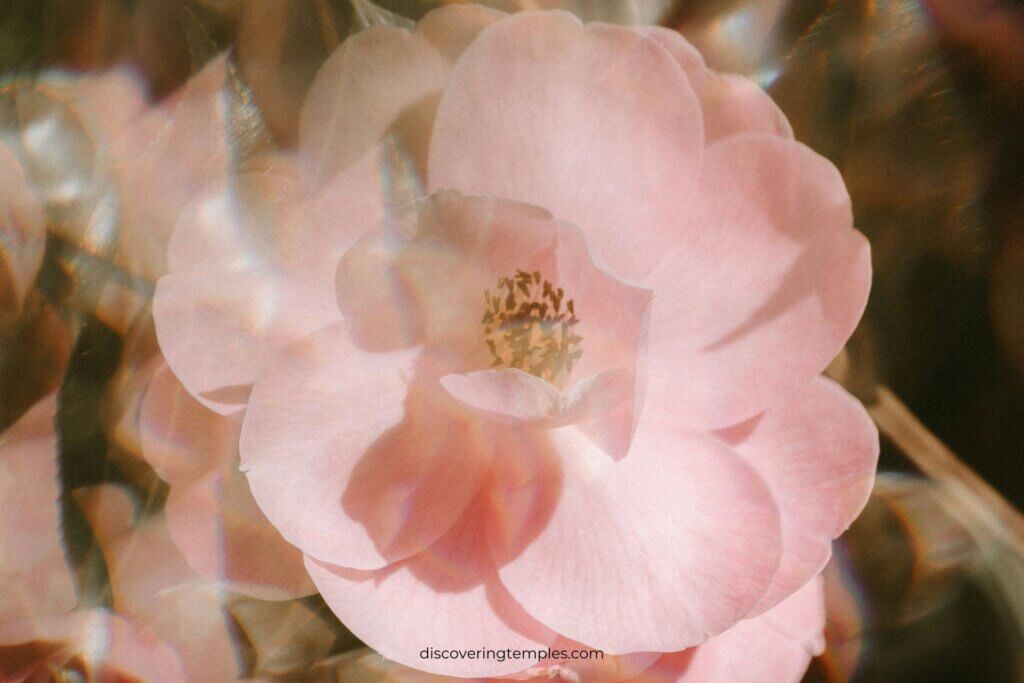 shakti meaning - how to be feminine - how can i be more feminine - what is divine feminine energy - how to embrace feminine energy