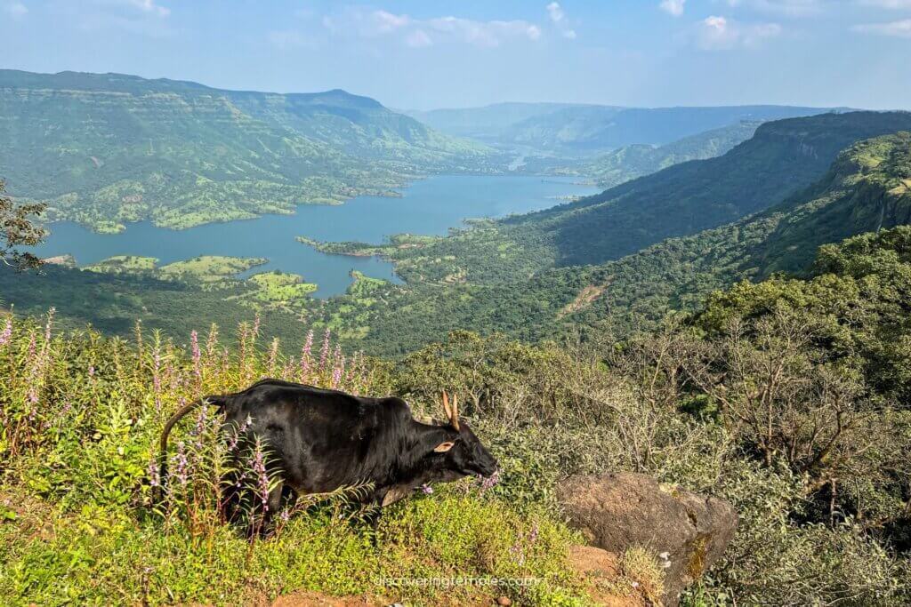 mahabaleshwar mandir - temples in mahabaleshwar - history of mahabaleshwar in maharashtra
